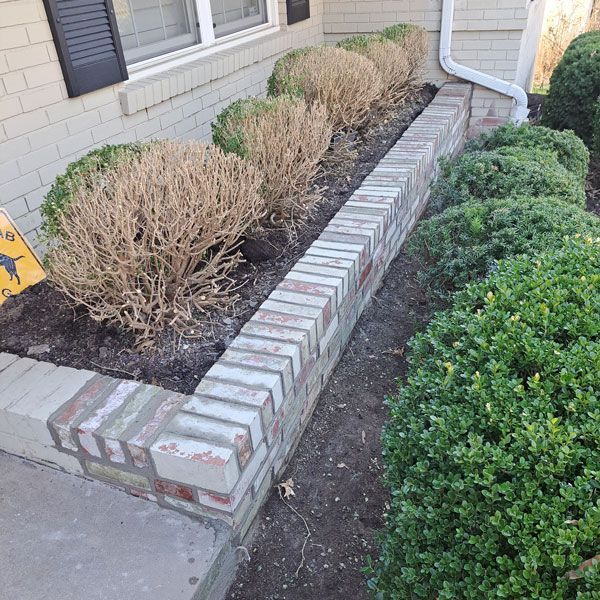 Brick-lined garden bed with rows of shrubs; some brown and dead, others lush green, next to a light-colored brick house.