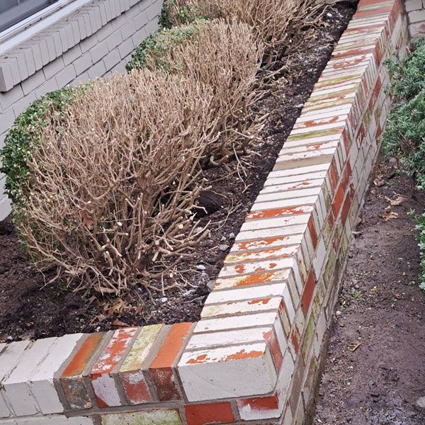 A brick-lined planter with shrubs, some dead and brown, along a building's foundation.