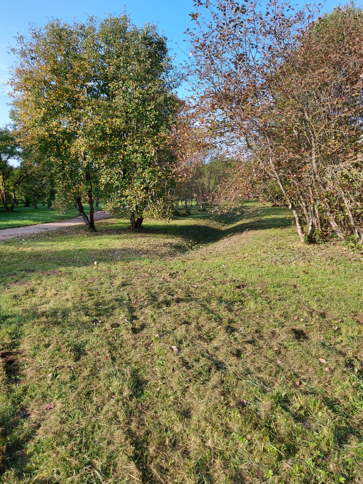 Zālāja, zāles, mauriņa pļaušana privātmāju pagalmos, dārzos, parkos