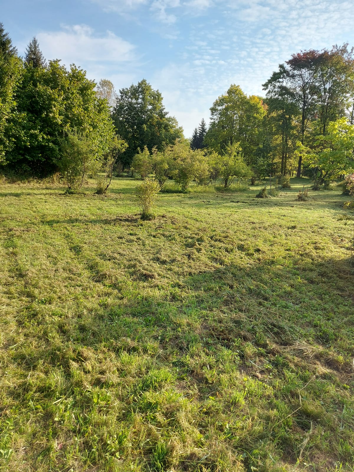 Zāles, mauriņa pļaušana ar mauriņa traktoriem, pašgājēj pļaujmašīnām un trimmeriem