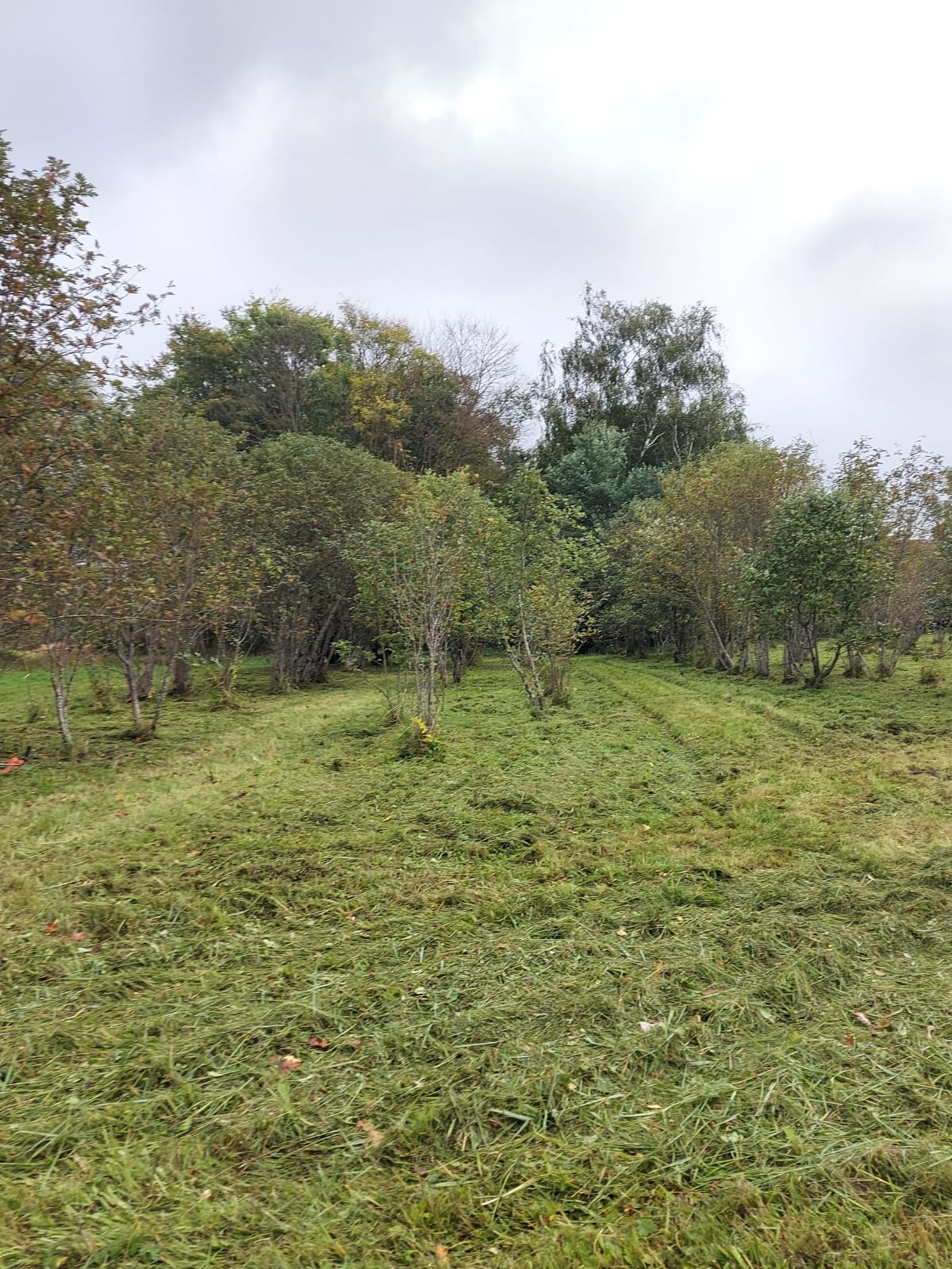 dzīvžogu uzturēšana, tūjas, zaļie žogi, bruģis, betona, koka