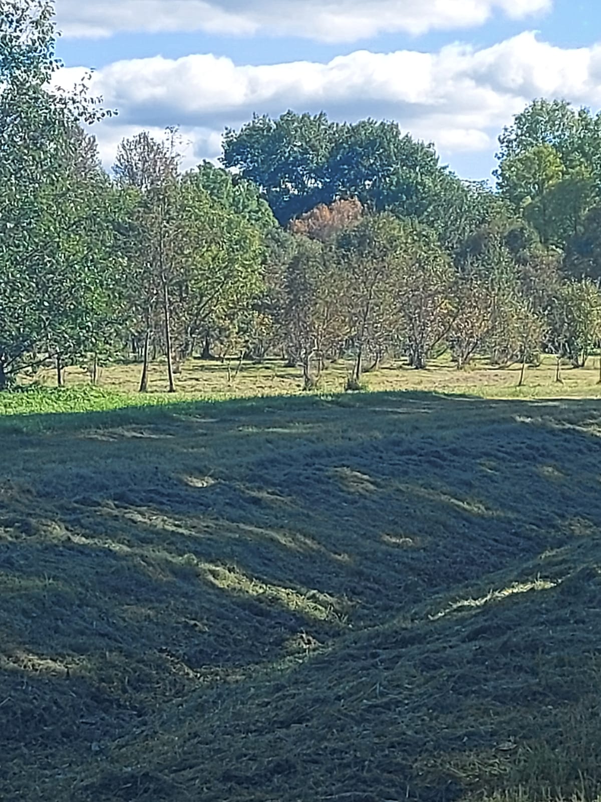 dekoratīvie dzīvžogi, dzīvžogu griešana, dzīvžogu kopšana