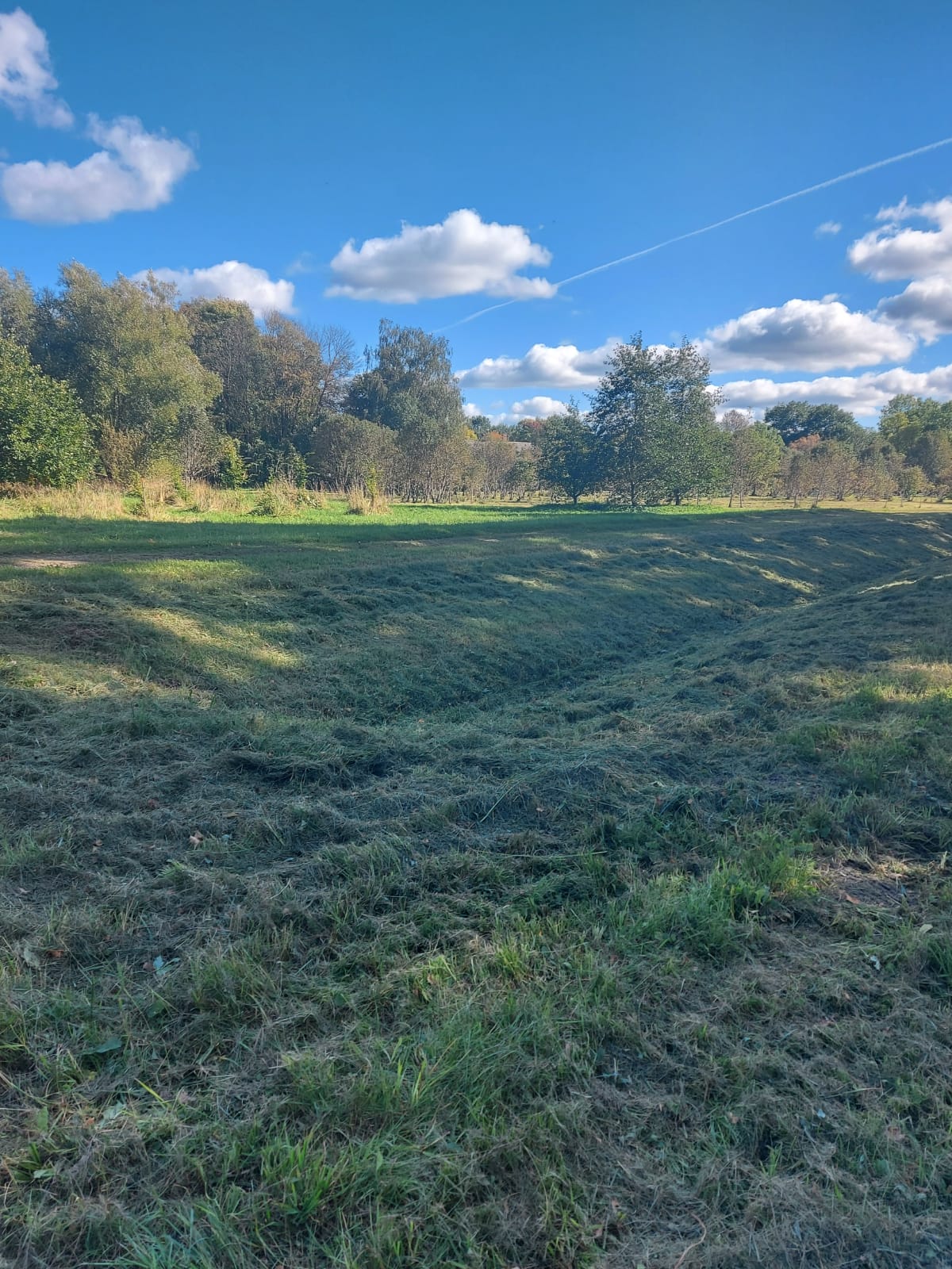 paklājzālieni, zāles sēšana, zāliena pļaušana, velēnas, zālāji, pļavas, pļavu ierīkošana, apstādījumu ierīkošana
