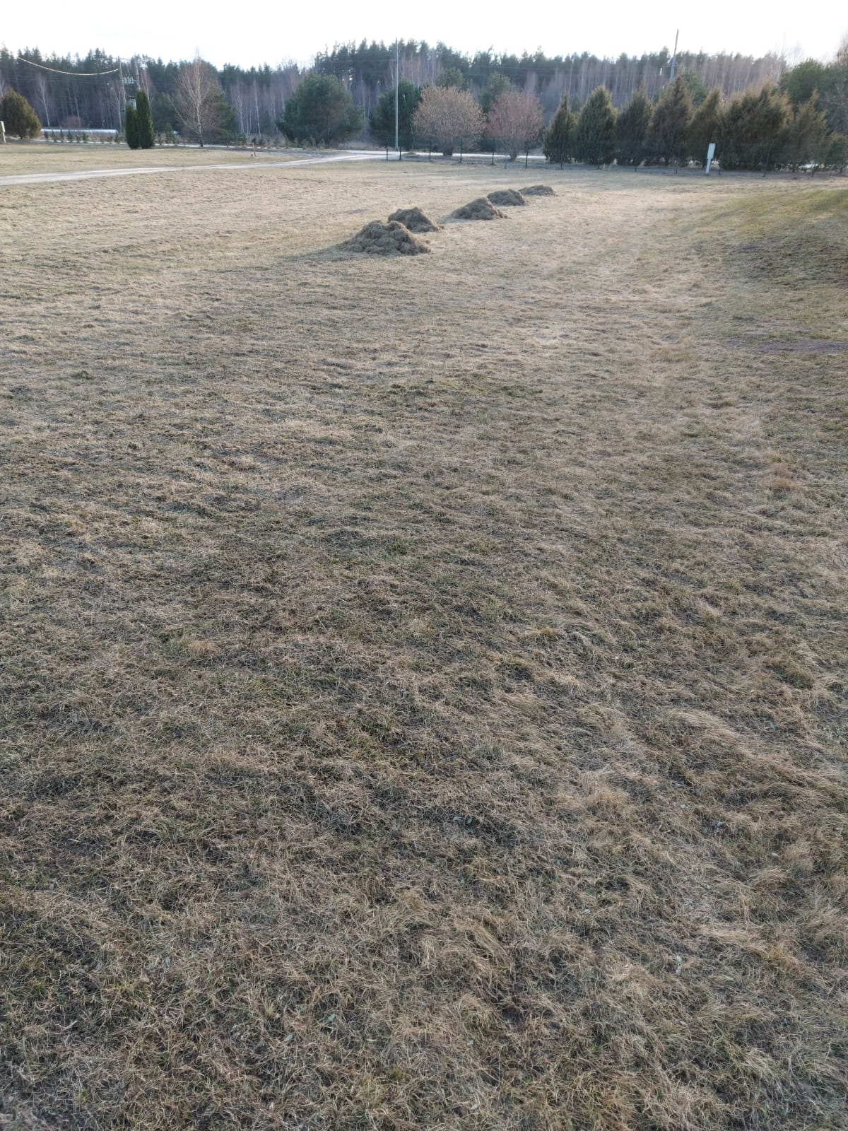 Apzaļumošana. Ainavu arhitektūra, ainavu dizains, apstādījumu ierīkošana