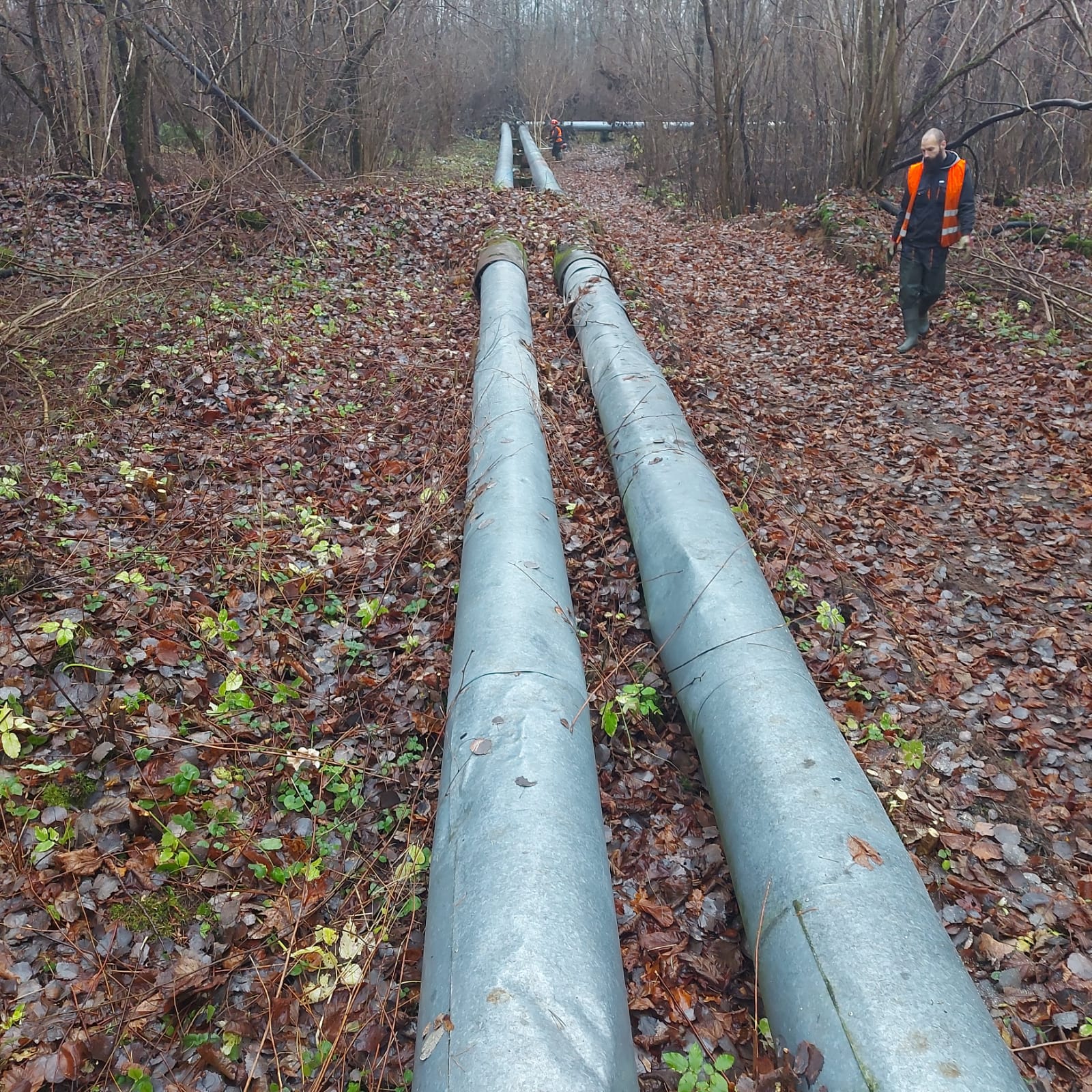 koku kopšana, krūmu kopšana, koku stādījumu ierīkošana, krūmi