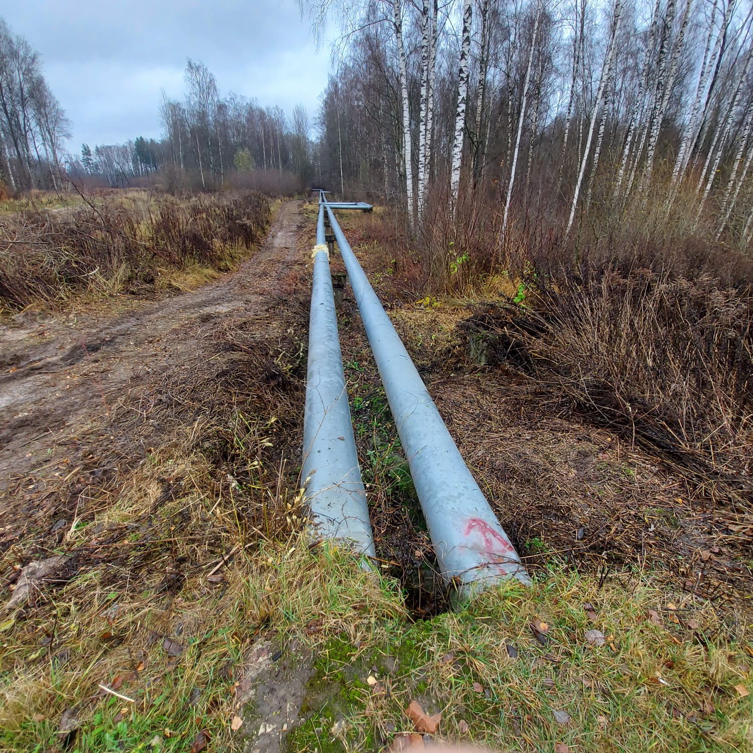 tūjas, tūju dzīvžogu stādīšana, sniega tīrīšana, sniega izvešana