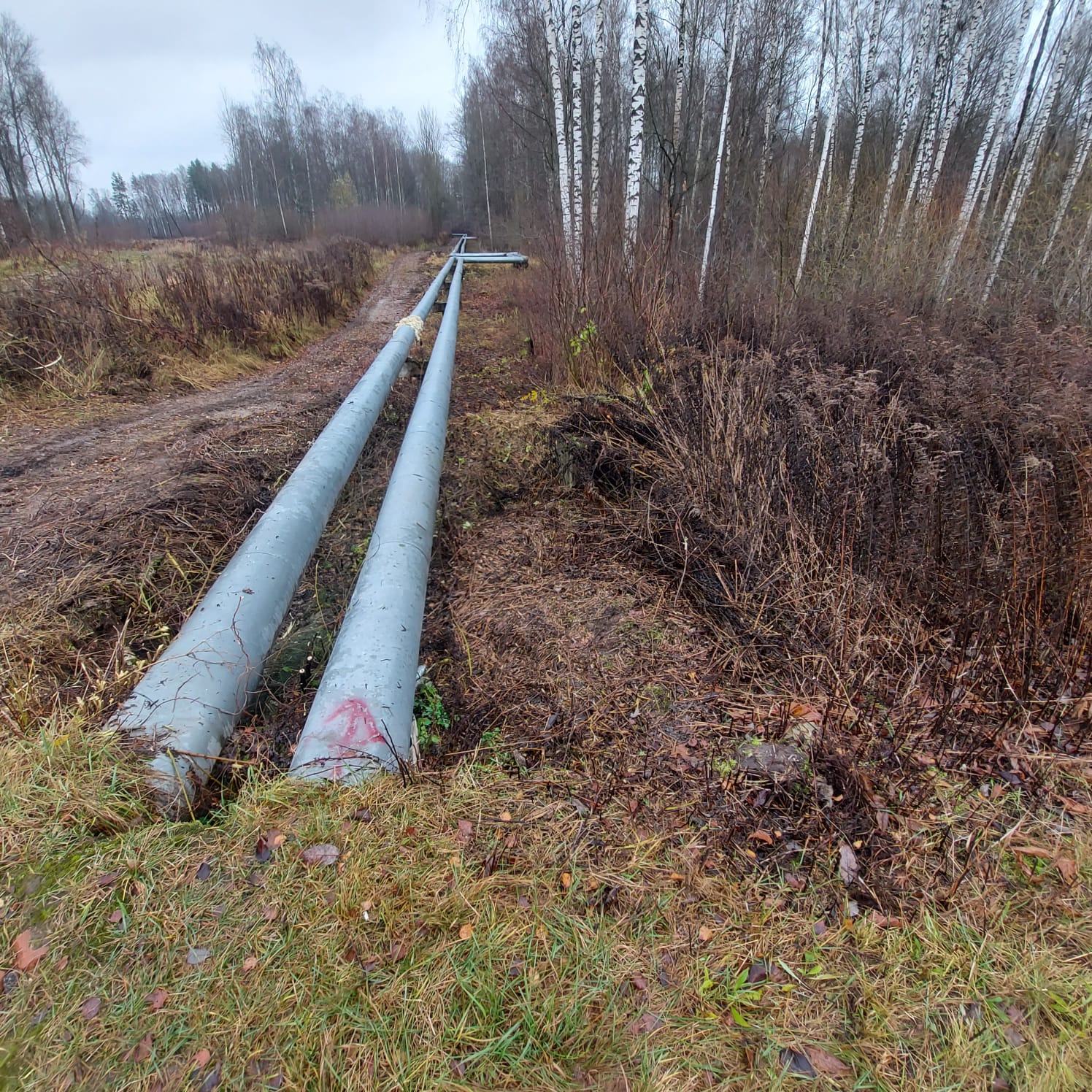 zāliena aerācija, vertikulācija, aerācija, zemes frēzēšana