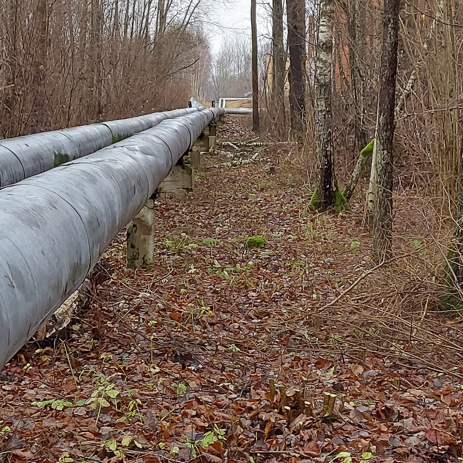 apzaļumošanas cenas, apzaļumošanas darbi, bruģa ieklāšana,