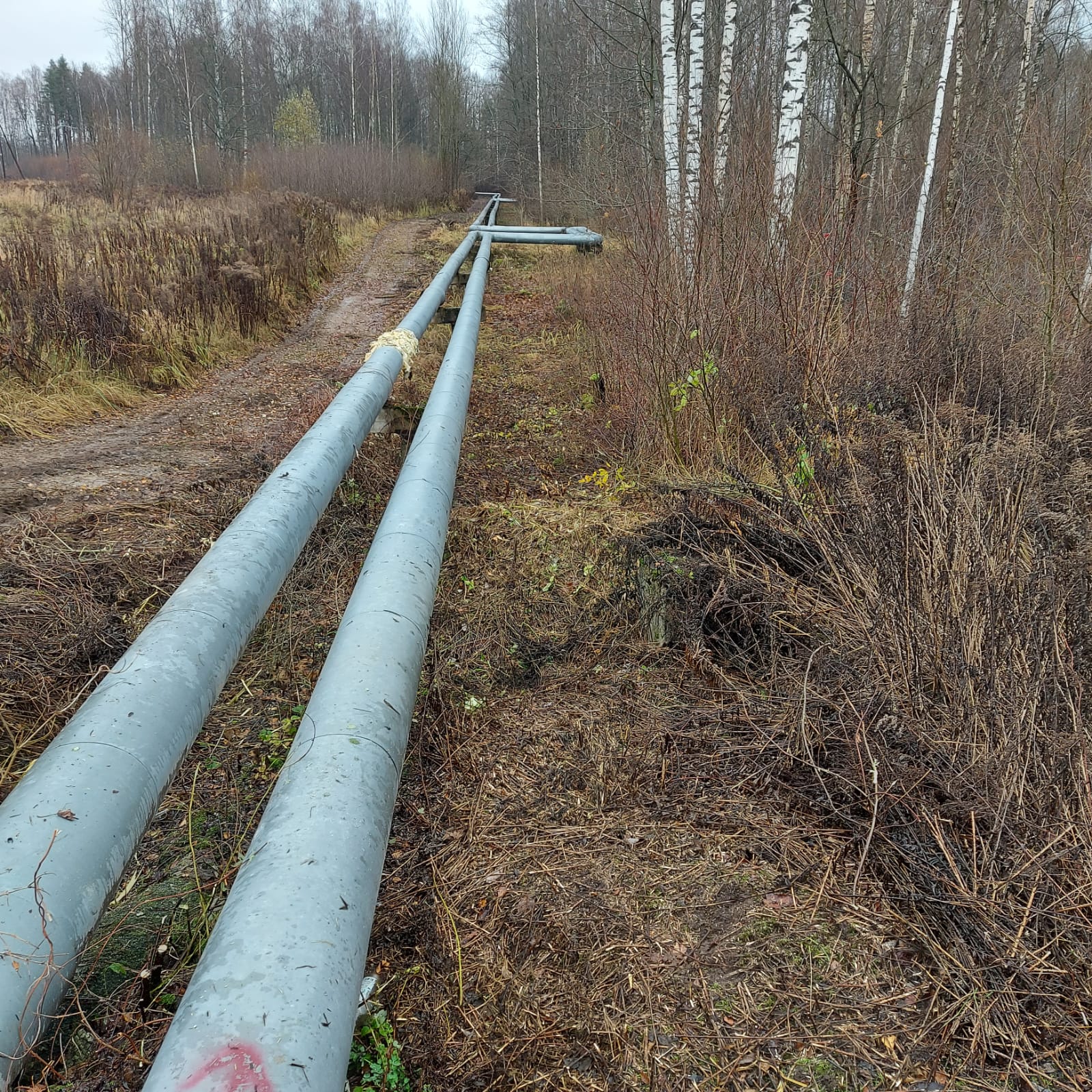 arboristu darbi, koku nozāģēšana, koku vainagu veidošana, dzīvžogu griešana