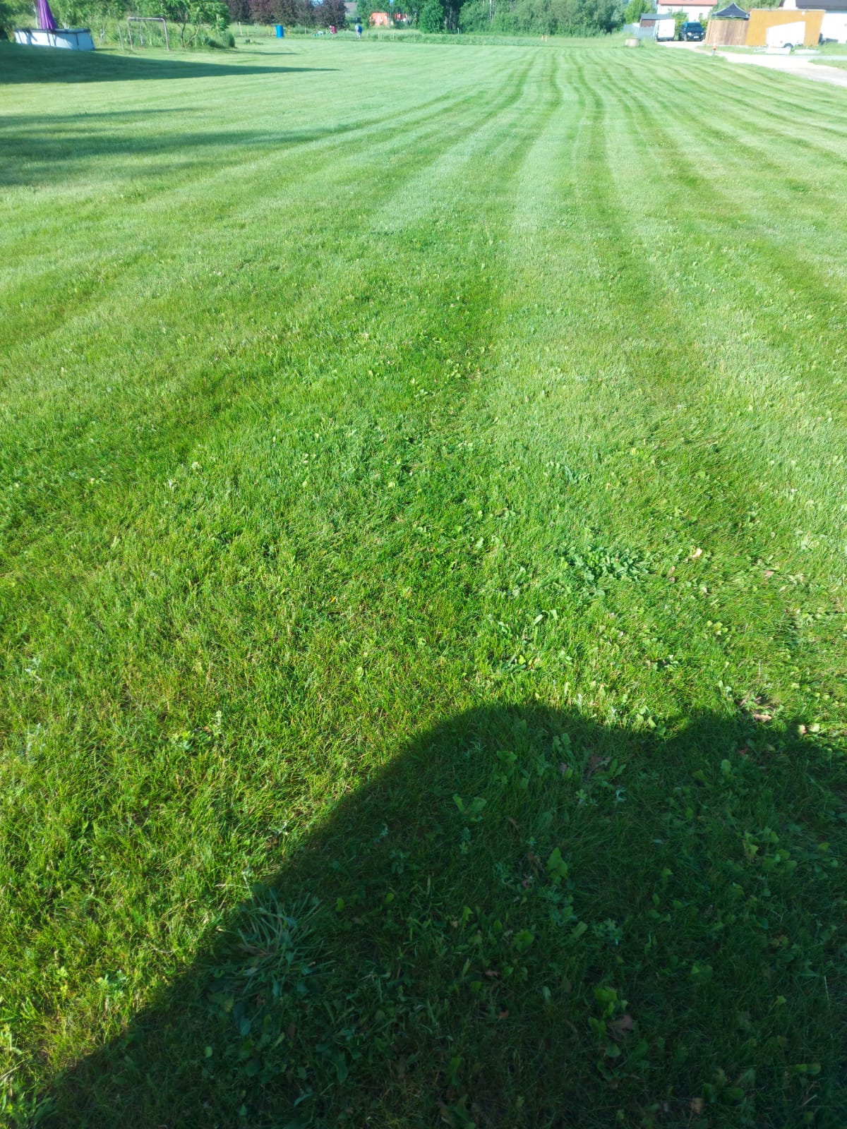 Zāles pļaušana, nopļaut zāli, zāle, zāles pļaušanas pakalpojumi, mauriņš