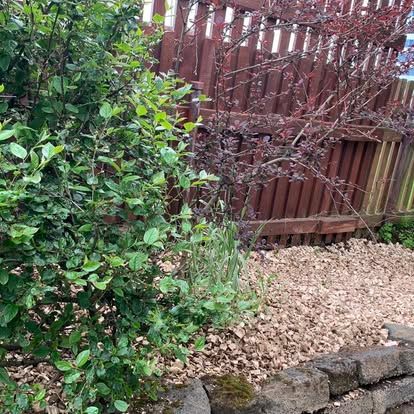 Grænn runni við hliðina á rauðri girðingu og malarlandi.