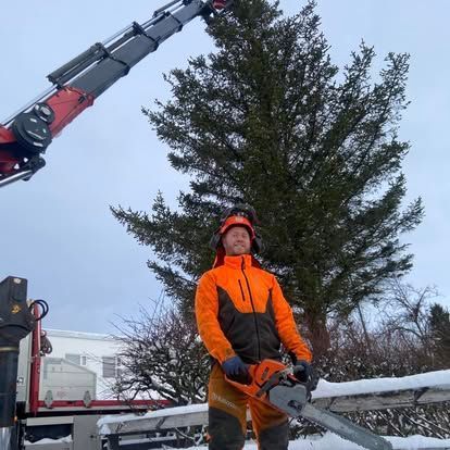 Maður í appelsínugulum öryggisbúnaði, með keðjusög í hendi, nálægt stóru tré sem verið er að snyrta með krana. Snjóþakið úti.