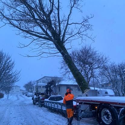 Tré verið hlaðið á pallbíl á snæviþöktum götum; verkamaður í appelsínugulum fötum stendur þar nærri.