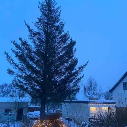 Snjóþökt útisvæði með hárri furu sem gnæfir yfir útsýninu á móti blágráum himni og litlum byggingum.