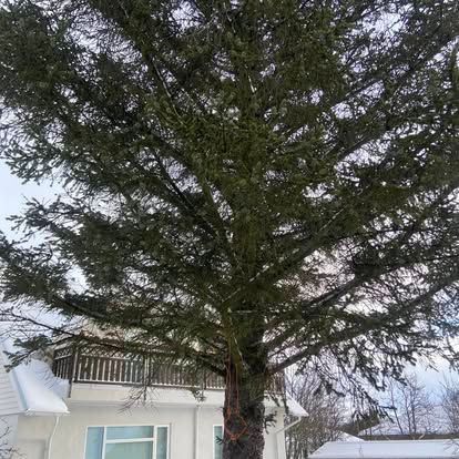 Stórt sígrænt tré fyrir framan hvítt hús með snæviþöktu þaki og svölum.