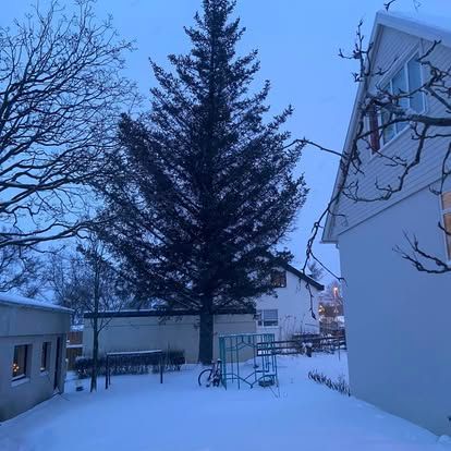 Snjóþakinn bakgarður með háu sígrænu tré, leiksvæði og hvítum byggingum í rökkrinu.