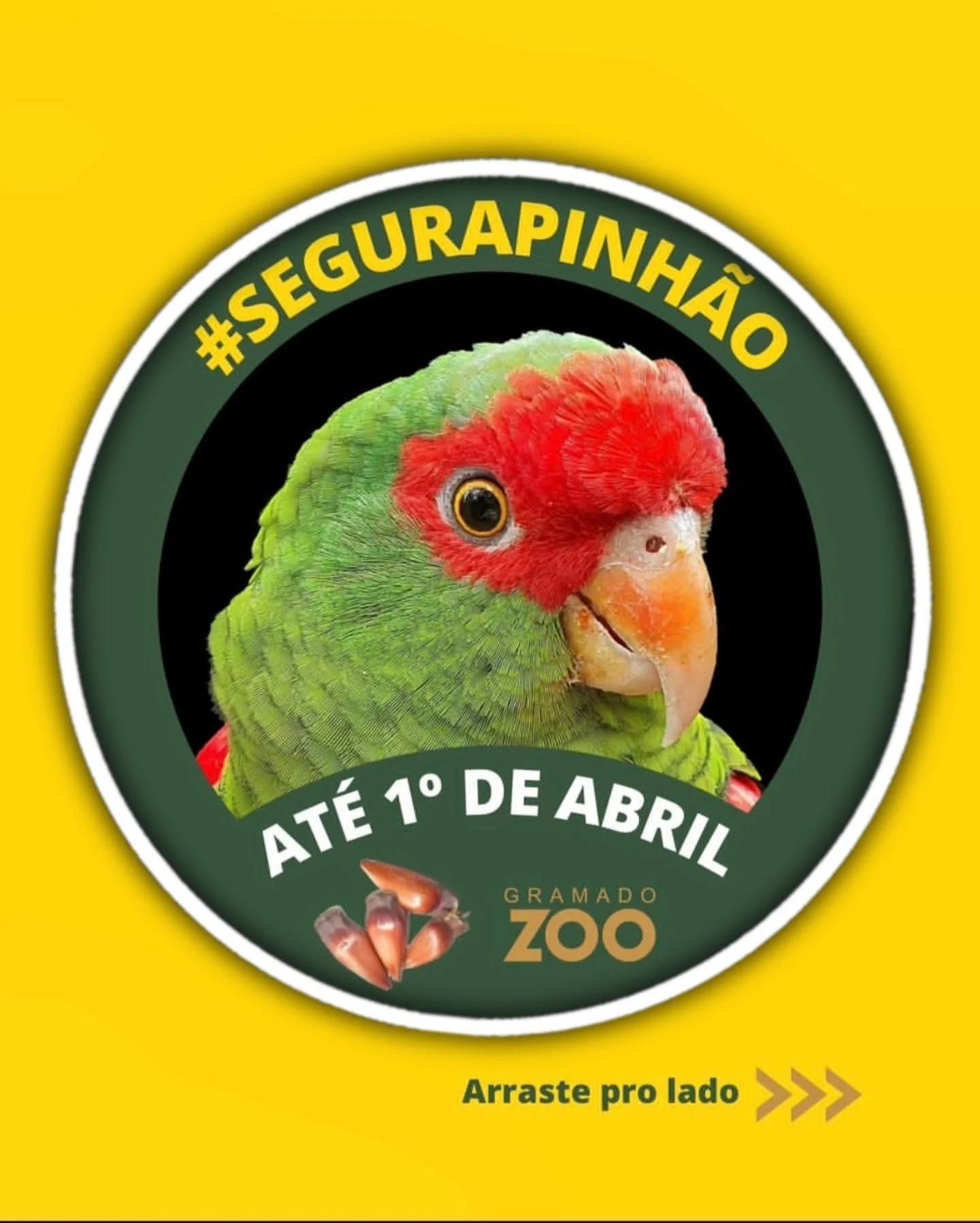 Ajude a Proteger a Araucária e a Fauna!
