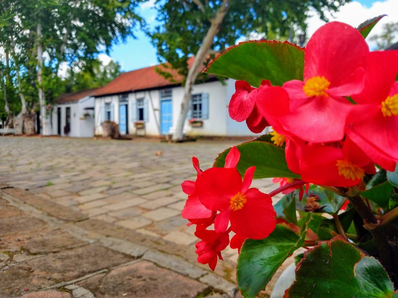 Flores e Sabores - Ivoti