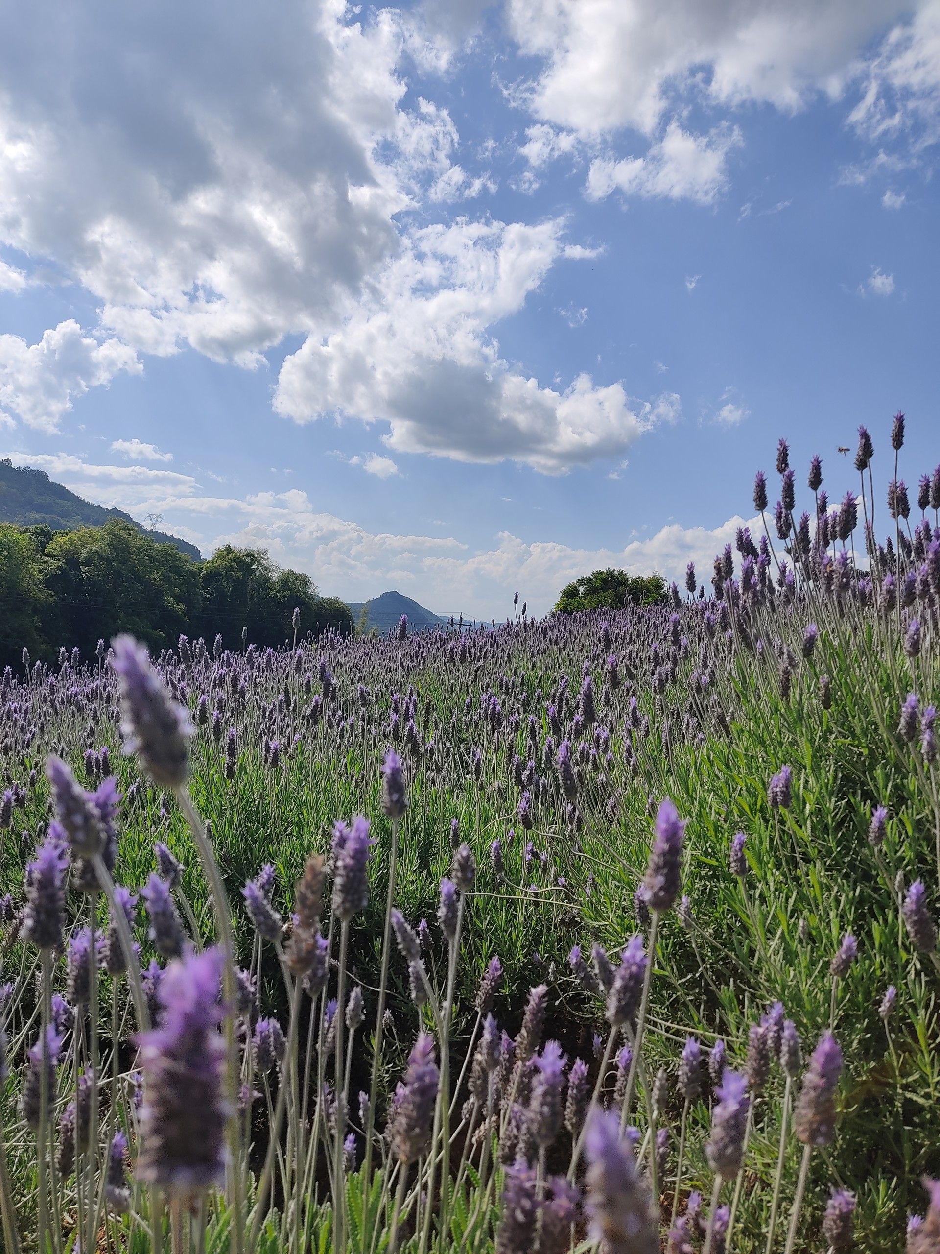 Perfume, Aroma e Sabor - Morro Reuter