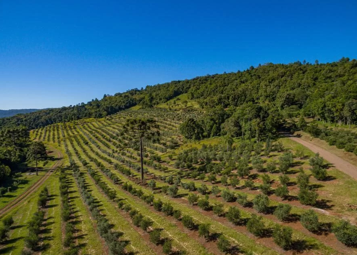 Parque Olivas de Gramado