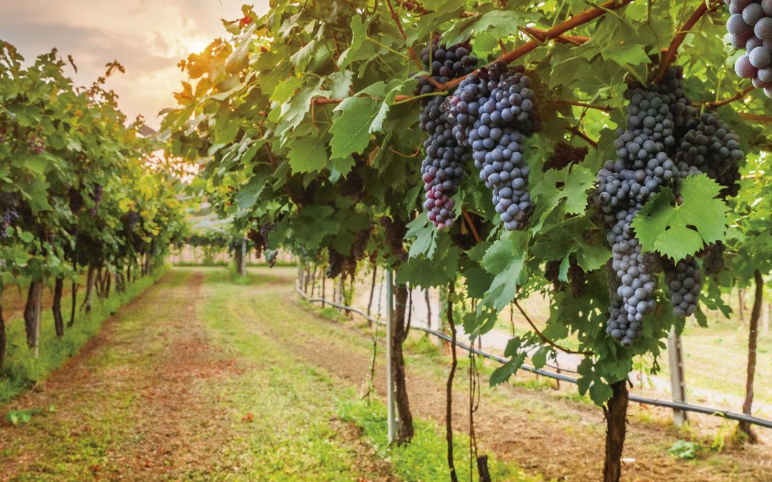 Vindima em Gramado 2023