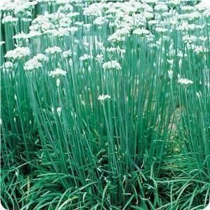 Image of Chives, Garlic ORGANIC.