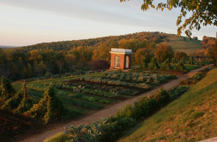 Tea setting on a table, with cups, teapot, and napkins. A window and chairs are in the background.