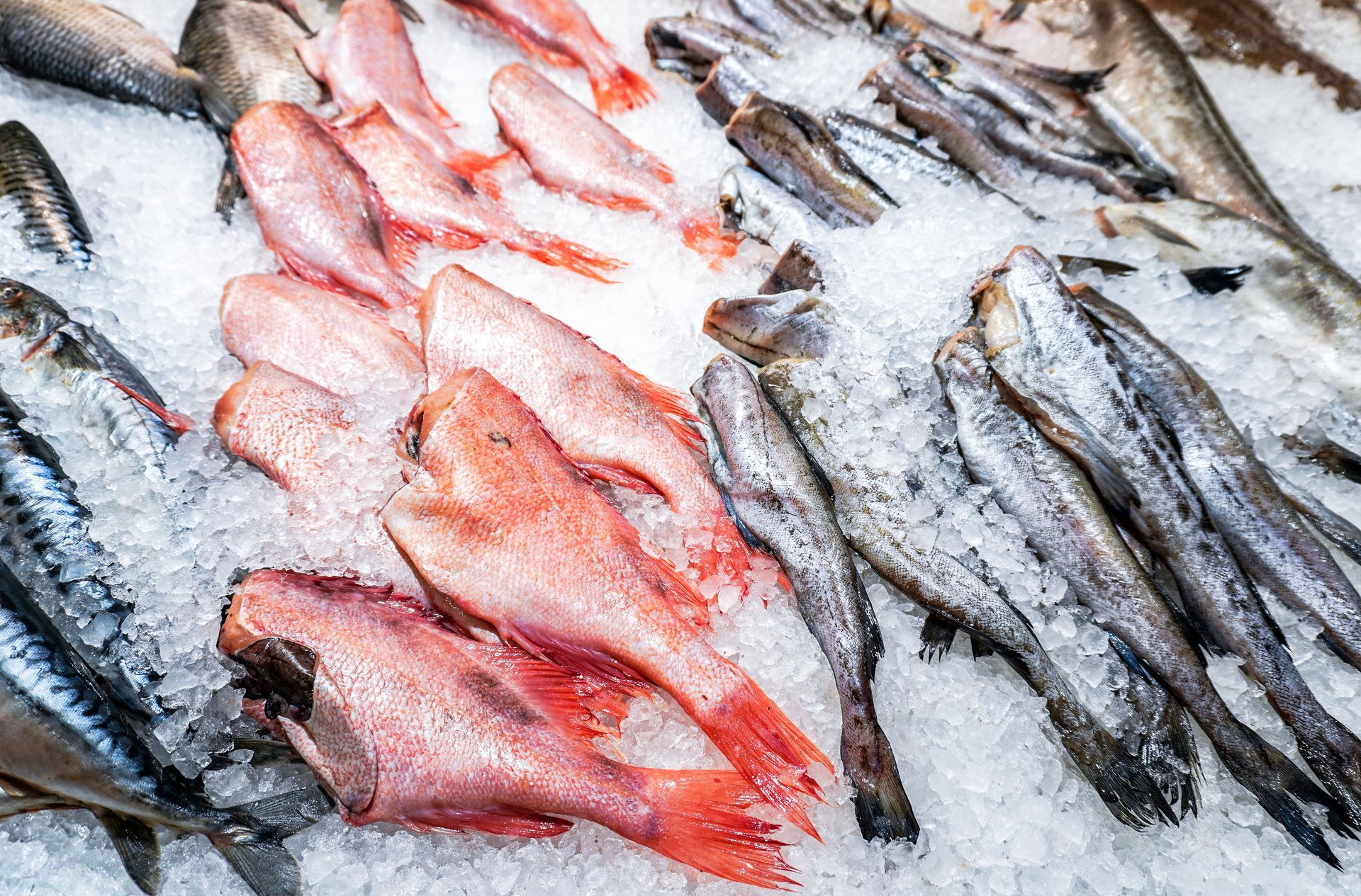 Fresh seafood displayed on ice. Red and gray fish are visible.