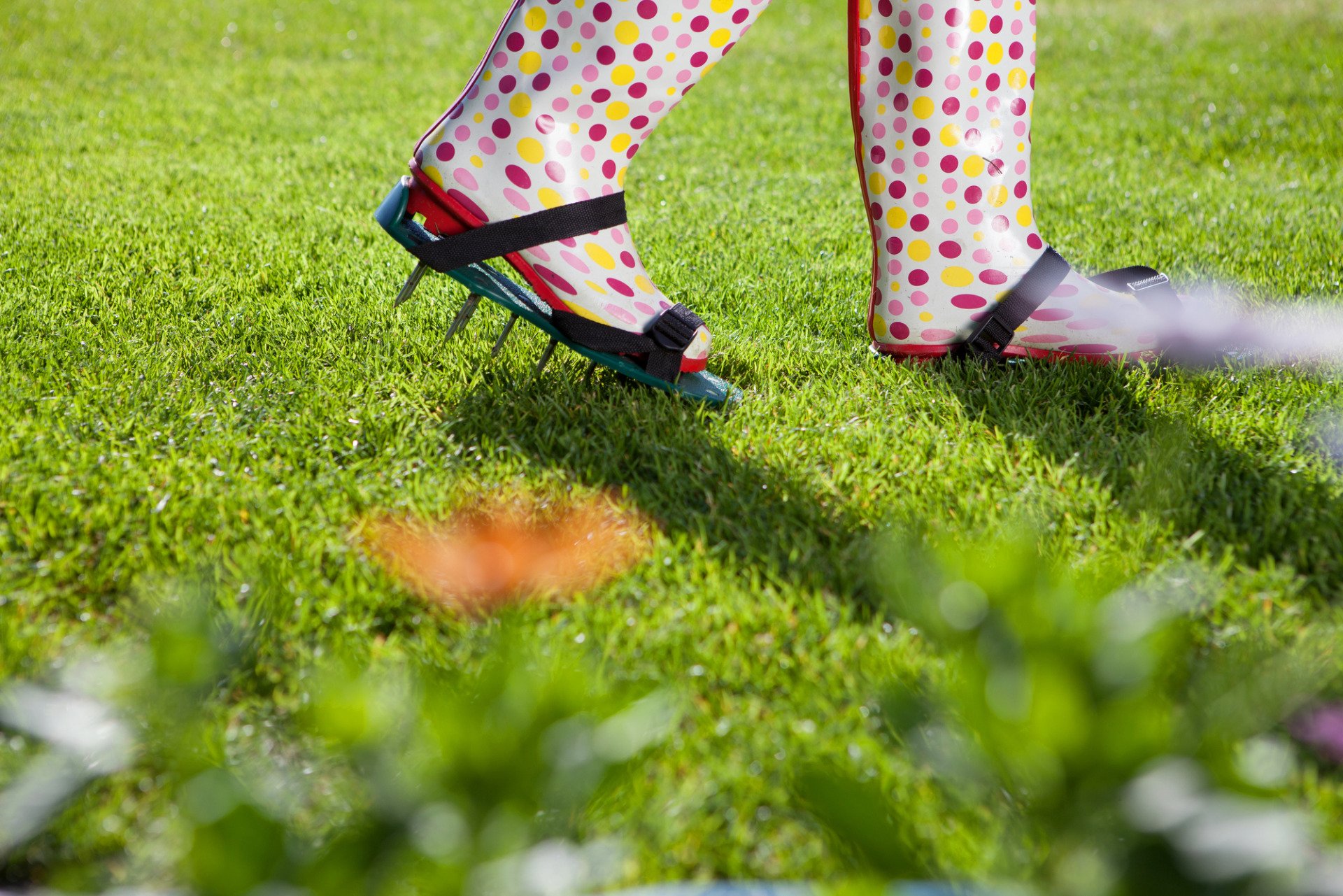 aerating a lawn - autumn lawn care