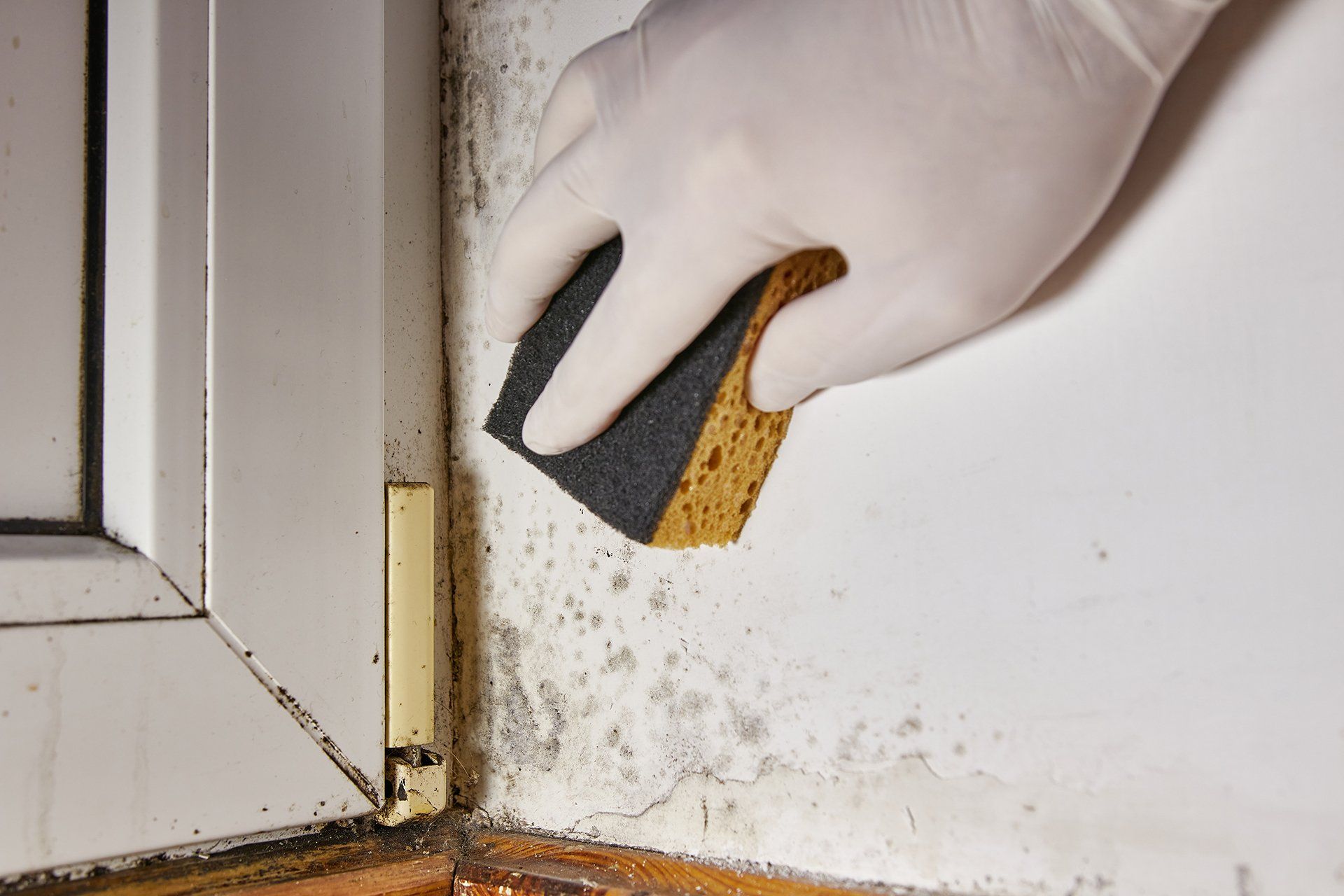 wiping surface mould using a sponge