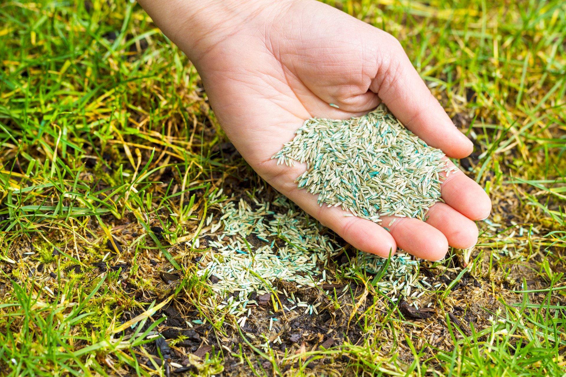 summer lawn care tip #6: overseeding