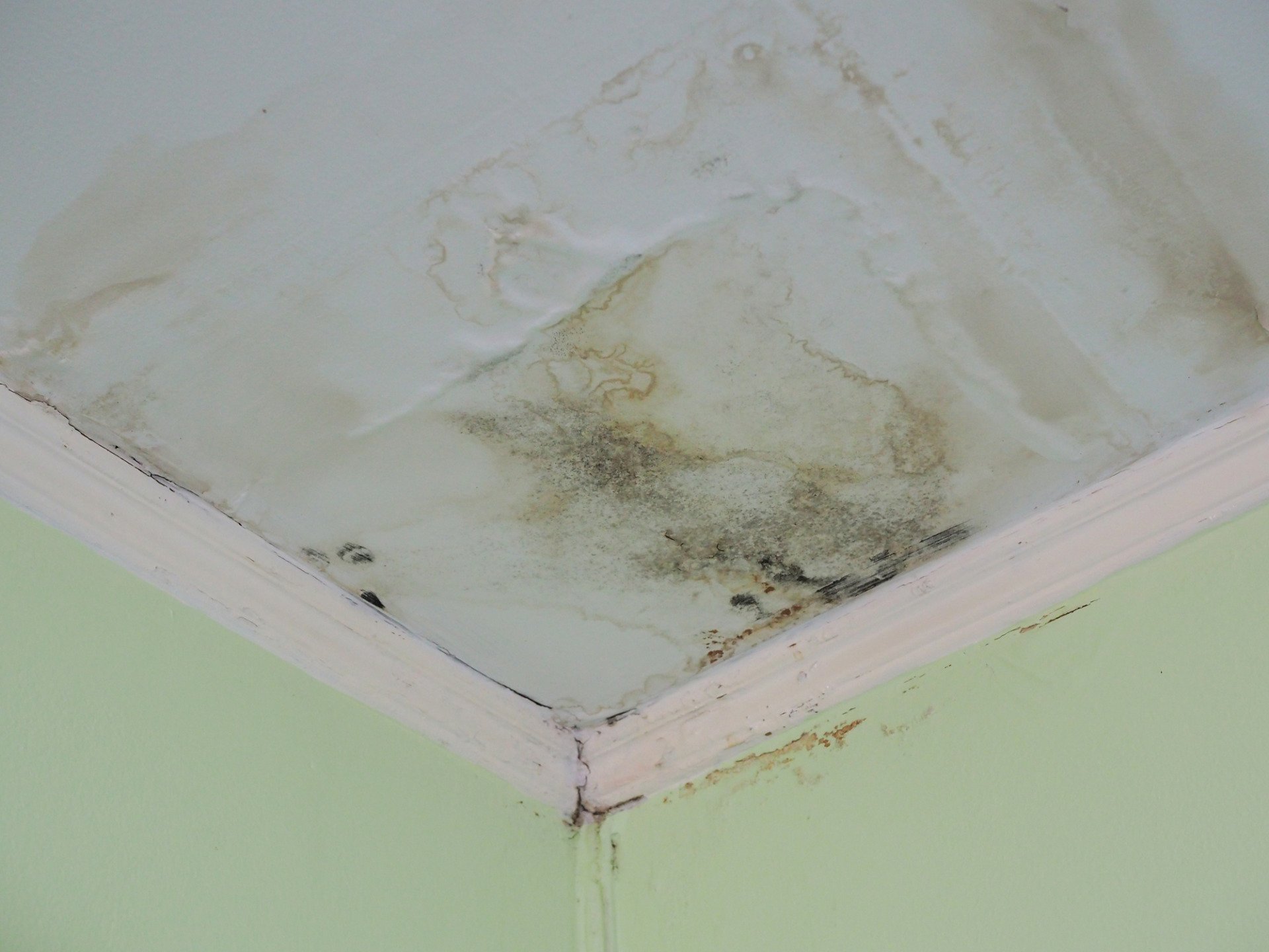 How to Clean Mould Off Ceiling A StepbyStep Guide