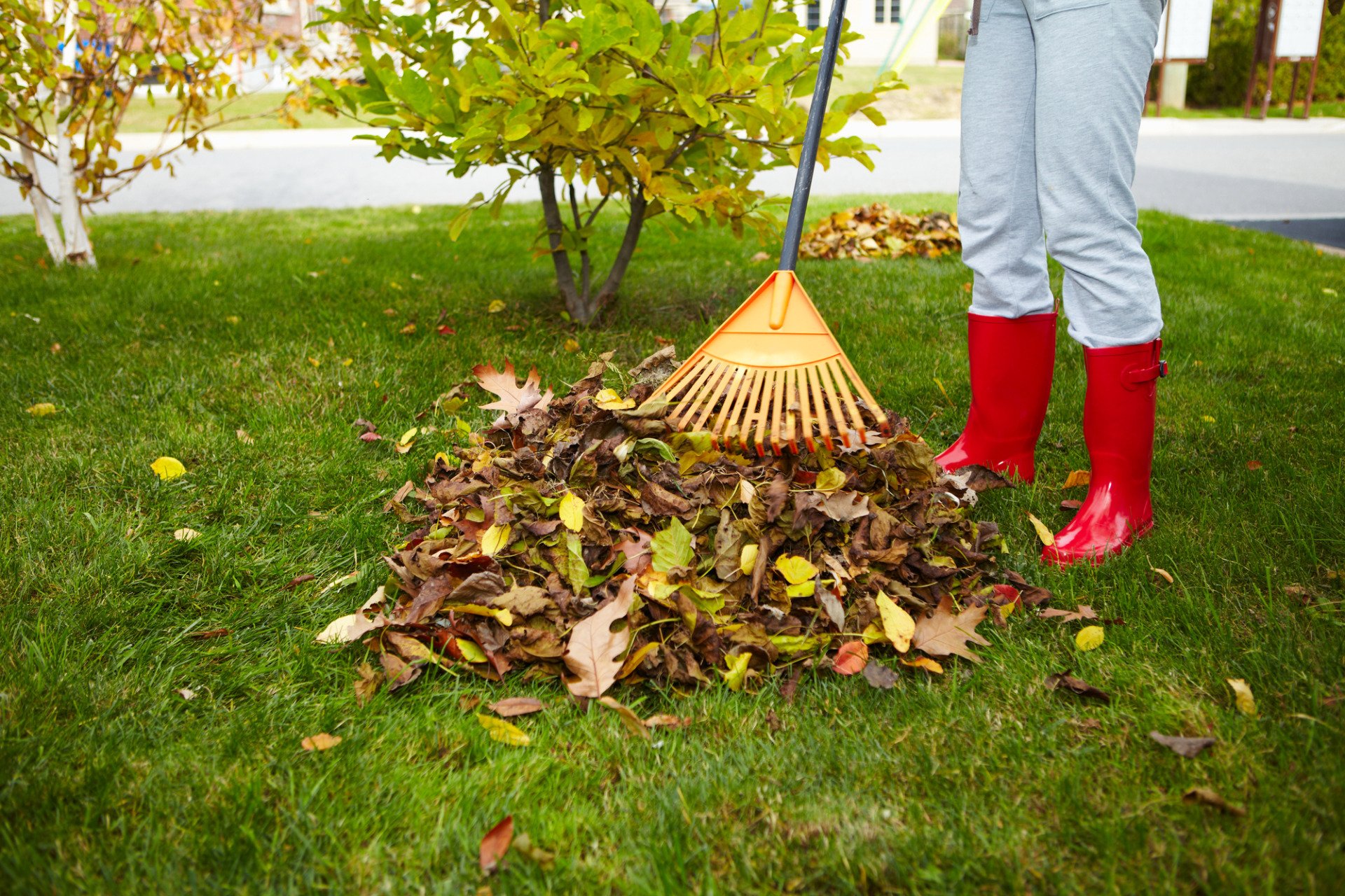 raking leaves - autumn lawn care