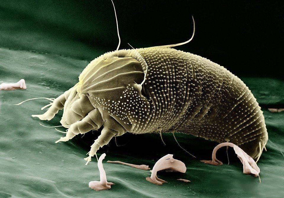 House dust mites under microscopic view / dust mite population