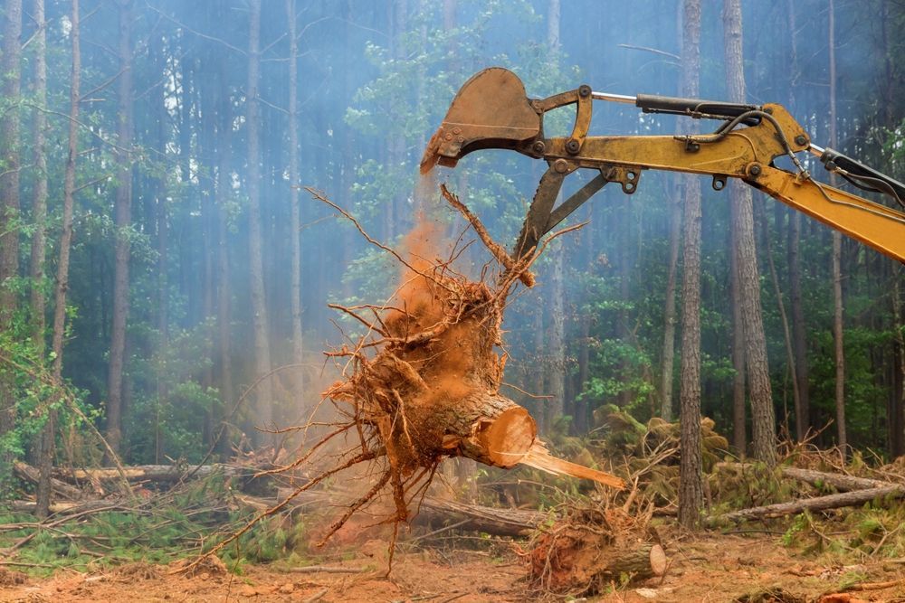 Excavator lifting a tree stump from a deforested area.