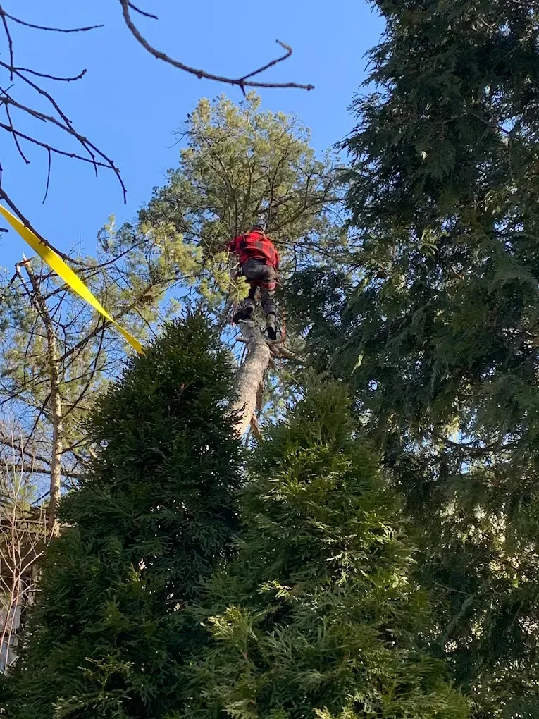 Person in red jacket atop a tall tree being trimmed, secured with a yellow strap, surrounded by other trees.