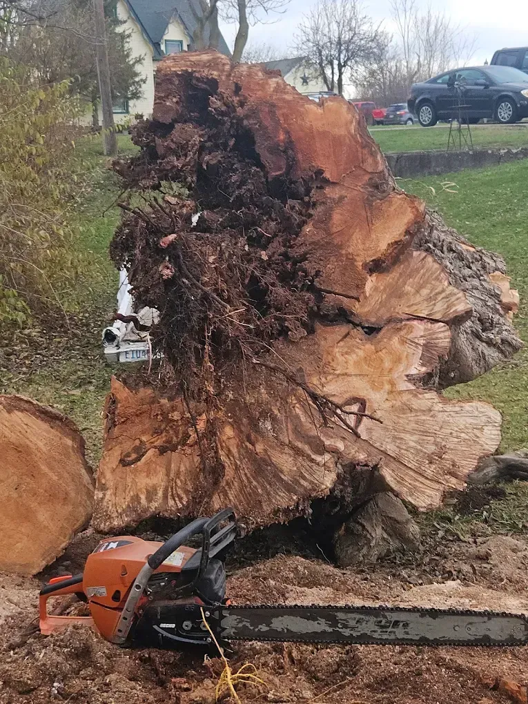 Large tree stump being cut with a chainsaw; orange saw in the foreground.