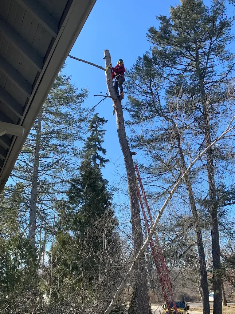 Person on ladder cutting a tall tree; blue sky.