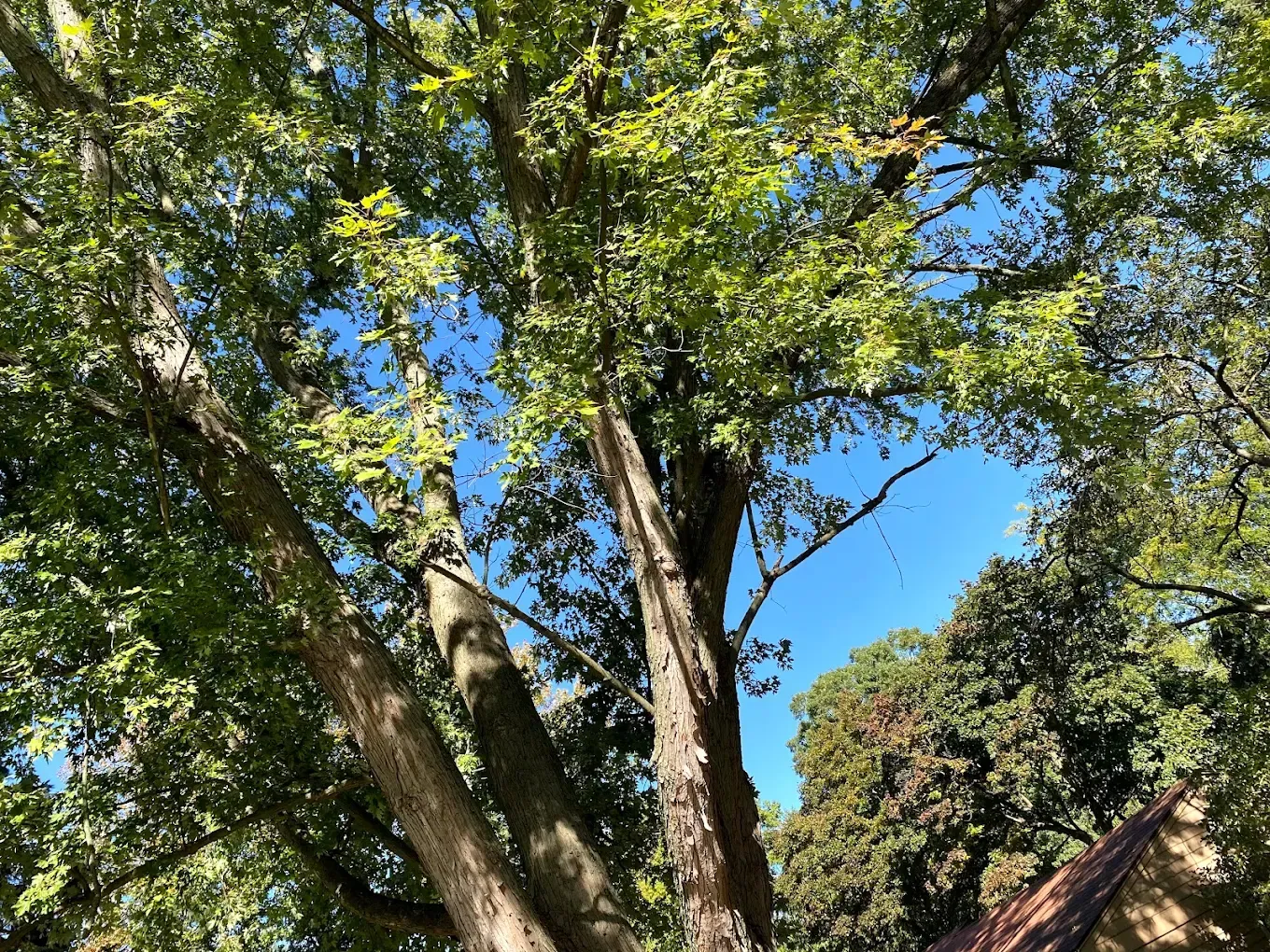 Large tree with green leaves against a blue sky, branches in view.