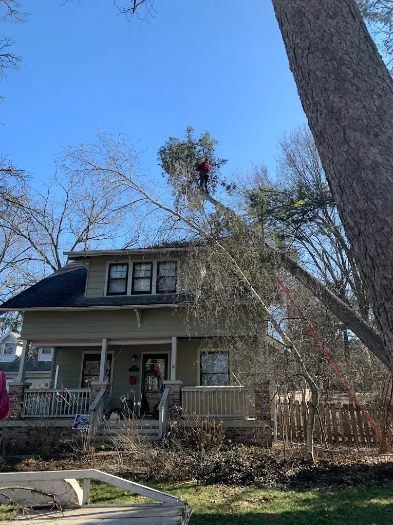 Person trimming tree branches near a house. Blue sky.