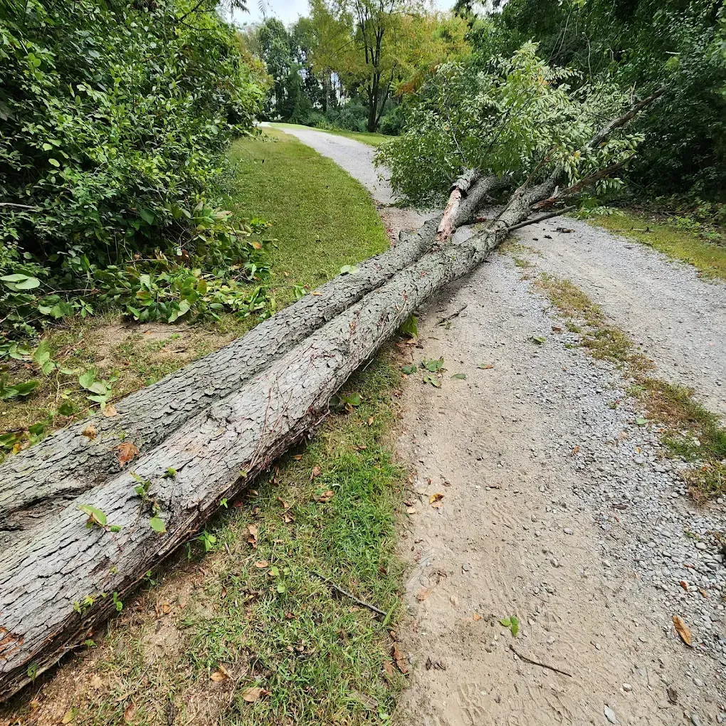 Fallen tree blocks a gravel path in a park; green trees and grass surround.