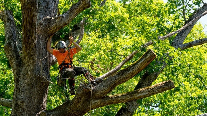 An image of Tree Removal in Keaau HI