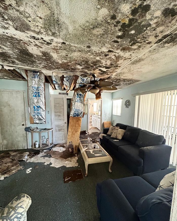 A living room with a collapsed, moldy ceiling, exposing insulation, framing, and a ceiling fan over furniture.