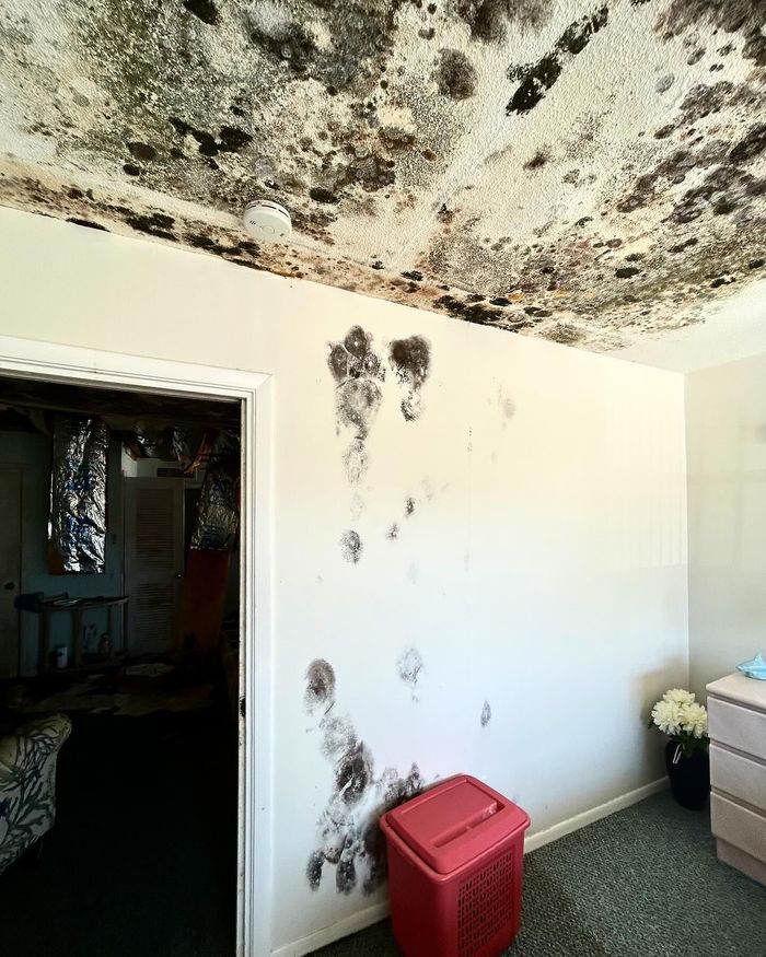 A room interior showing heavy, dark mold growth covering much of the ceiling and extending down one wall.