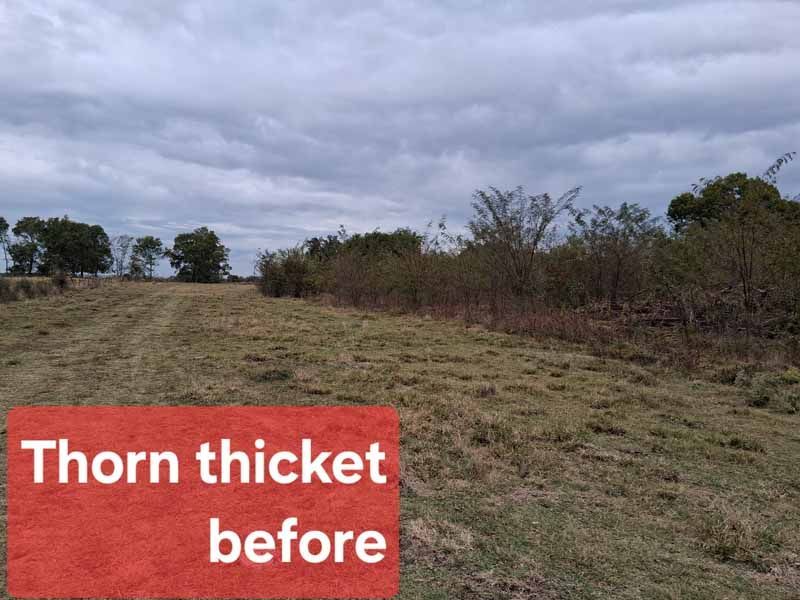 A field edge with a dense thicket of trees and shrubs under a cloudy sky, labeled 