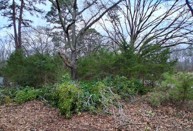 A wooded area with a mix of tall, bare deciduous trees, dense evergreen shrubs, and fallen leaves on the ground.
