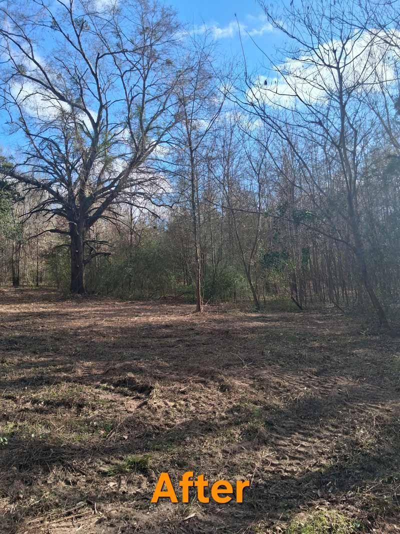 A woodland area after brush clearing, showing cleared ground beneath bare trees under a bright blue, partly cloudy sky.