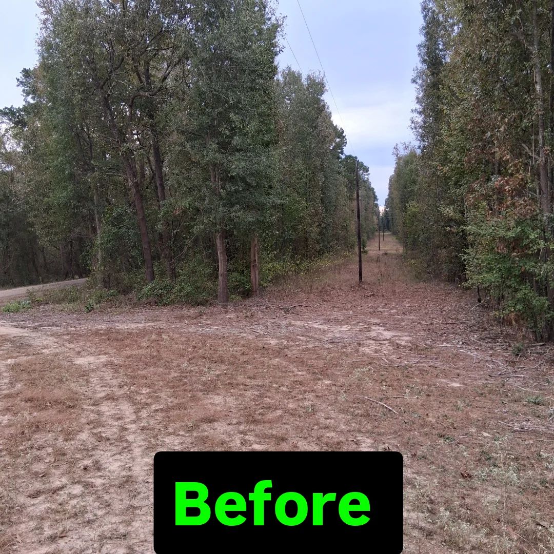 A dirt path leads into a dense forest, featuring a utility pole in the center and a 