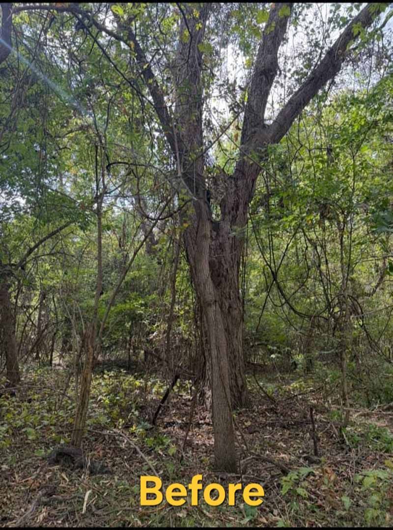 A forest scene with a prominent, multi-trunked tree in the center, labeled 