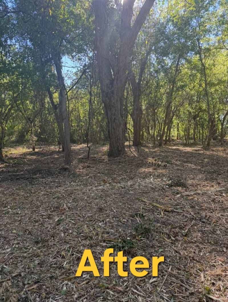 A cleared wooded area with mulch on the ground, featuring the word 